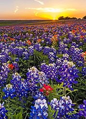 Amarillo, TX