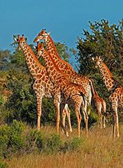 Pietermaritzburg, ZA