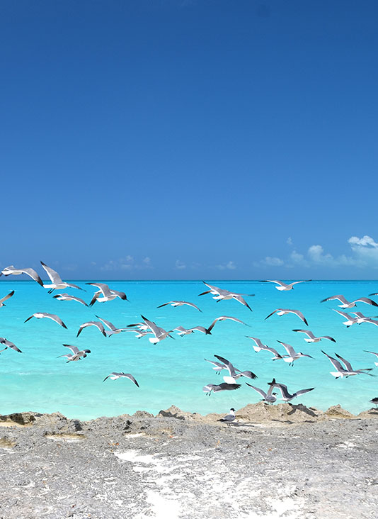 Cheap Flights to Bahamas, Airfares Starting at 77 Round trip for